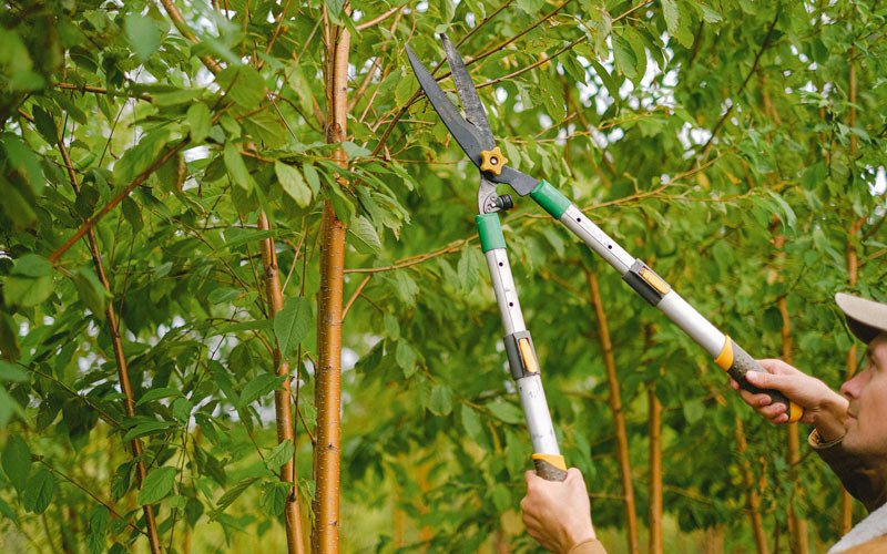 Tree trimming in Limon, CO